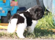 Превью фото № 137914