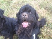 Превью фото № 137917