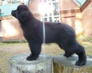 Превью фото № 137919