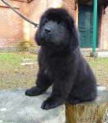 Превью фото № 137920