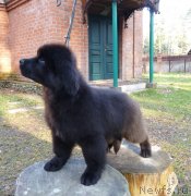 Превью фото № 137921