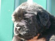 Превью фото № 137929