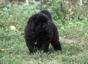 Превью фото № 137943