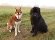 Превью фото № 137954