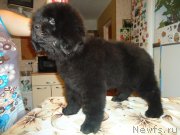 Превью фото № 137980