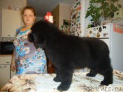 Превью фото № 137981