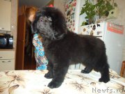 Превью фото № 137982