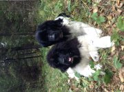 Превью фото № 137993