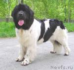 Превью фото № 138