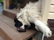 Превью фото № 138009