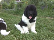 Превью фото № 138013