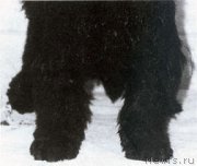 Превью фото № 138059