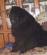 Превью фото № 138090