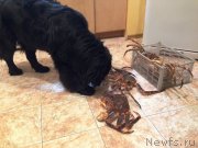 Превью фото № 138096