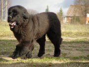 Превью фото № 138111