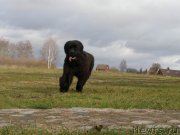 Превью фото № 138116