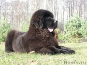 Превью фото № 138125