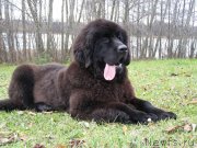 Превью фото № 138126