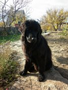 Превью фото № 138154