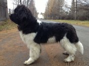 Превью фото № 138274