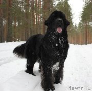 Превью фото № 138312