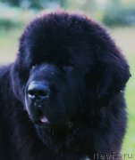 Превью фото № 138314