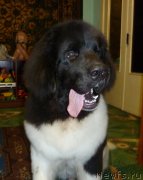 Превью фото № 138332