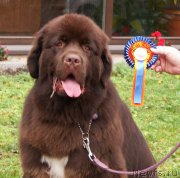 Превью фото № 138340