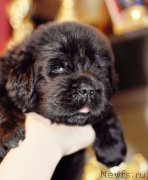 Превью фото № 138356