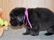 Превью фото № 138362