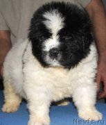 Превью фото № 138392