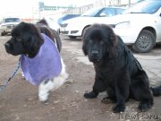 Превью фото № 138399