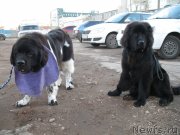 Превью фото № 138400