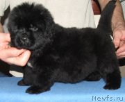 Превью фото № 138414