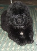 Превью фото № 138416