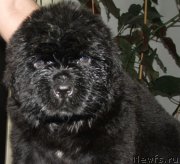 Превью фото № 138419