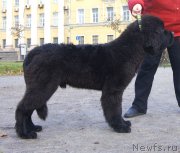 Превью фото № 138433