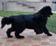 Превью фото № 138435