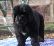 Превью фото № 138460