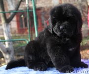 Превью фото № 138461