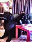 Превью фото № 138512