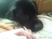 Превью фото № 138519