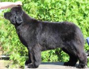 Превью фото № 138559