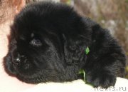 Превью фото № 138571