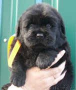 Превью фото № 138572