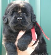 Превью фото № 138582