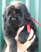 Превью фото № 138583