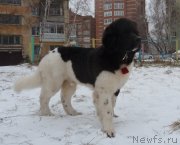 Превью фото № 138646