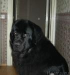 Превью фото № 13870