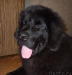 Превью фото № 13872